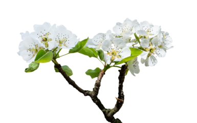flowers on the tree png, cherry orchard in spring