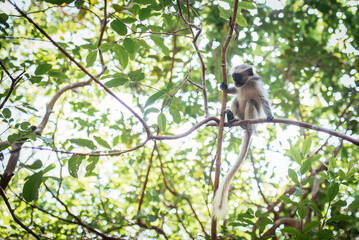 Zanzibar red colobus monkey