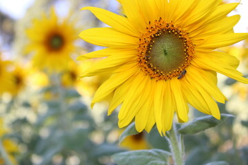 Fototapeta premium sunflower in the garden
