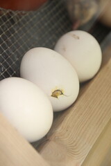 Küken schlüpfen aus dem Ei