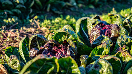 Radicchio Plant