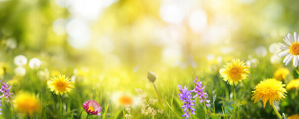 Beautiful colorful summer spring natural flower background in the form of a banner. Wildflowers and...