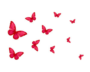 butterfly positive quote hand drawn spring