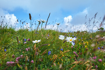 Bunte Magerwiese mit Gräsern, Blüten und blauem Himmel mit Quellwolken.