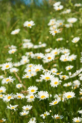 Blumenwiese mit Margeritten im Sommer