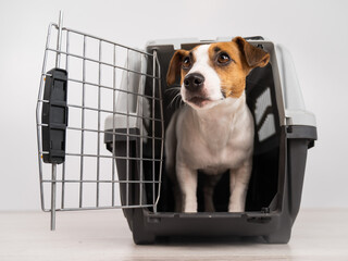 Jack Russell Terrier dog inside a travel box with open door.