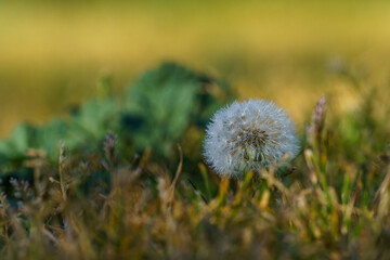 White dandelion with dewdrops on green grass out of focus