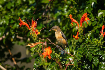 Eastern Spinebill on Cape Honeysuckle, Narooma, NSW, January 2023