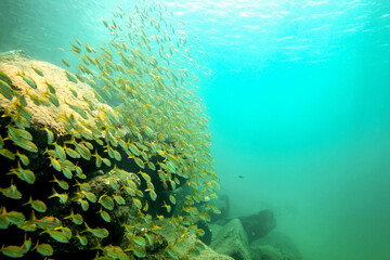 Fototapeta na wymiar Several small fish in the open sea, Fernando de Noronha. Brazil