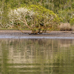 Grey Mangrove half-dead, Narooma, NSW, January 2023