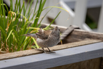 Grey Shrike-thrush (Colluricincla harmonica) juvenile, Narooma, NSW, January 2023