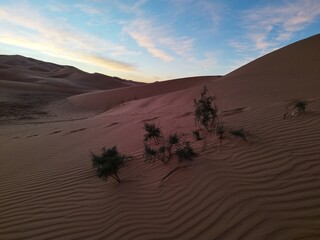 sahara