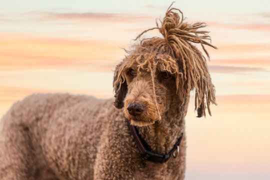 Curly Hair Dog Images Browse 39 Stock Photos Vectors and Video Adobe Stock
