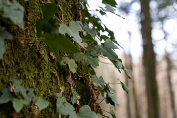 Lierre grimpant recouvrant un tronc d'arbre avec également la présence de mousse sur l'écorce.