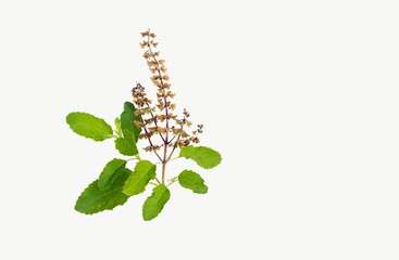 Tulsi Plant Twig or Holy Basil Leaves and Flower Isolated on White Background with Copy Space for Texts Writing in Horizontal Orientation