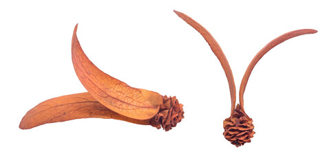 Dipterocarpus intricatus flowers on isolated transparent background. Clipping path object.