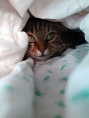 The cat hid in a blanket