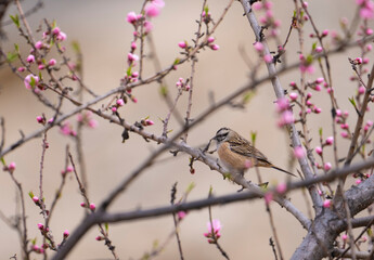 Rock Bunting on Tree in Blossom 