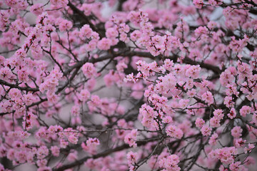 pink cherry blossom in spring