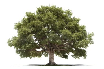 lush green tree isolated on a white background created with Generative AI technology