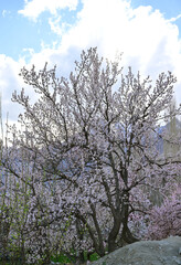 Blossoming apricot tree branches with copy space web banner: spring time concept