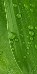 Beautiful green leaf with water drops closeup. Raindrops on green leaf macro. Drops of dew, natural background.