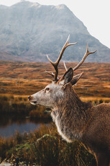 Stag in Glencoe, Scotland © Zoe