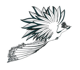 A silhouette of a peacock with a fluffy fluttering tail and wings in the shape of the sun. Delicate black and white illustration for the World Migratory Bird Day. Isolated image for creative design