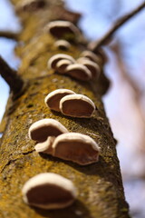 Piptoporus betulinus, a group of tree bugs