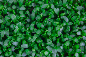 Obraz premium Microgreen background close-up, top view. Seed sprouts are green. Concept of healthy lifestyle.