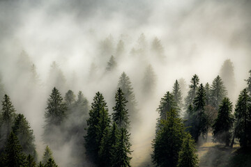A forest from above immersed in fog