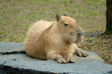 capibara