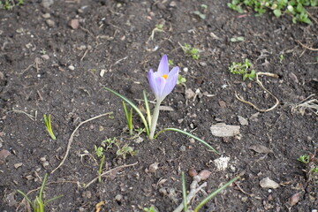 One light violet flower of Crocus tommasinianus in mid February