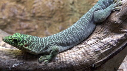 Madagascar giant day gecko (phelsuma grandis)