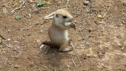 Black-tailed prairie dog (Cynomys ludovicianus)