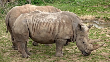 Obraz premium Southern white rhinoceros (Ceratotherium simum simum). Critically endangered animal species.
