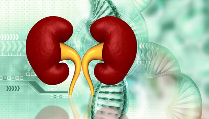 Human kidney anatomy on scientific background. 3d illustration.