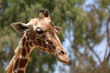 Giraffe at Safari Ramat Gan, Israel