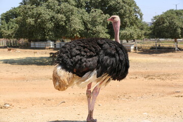 Ostrich at Ramat Gan, Israel