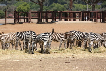 Fototapeta na wymiar Zebras at Safari Ramat Gan, Israel