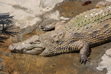 Crocodile at Safari Ramat Gan, Israel