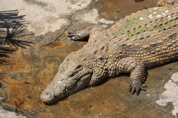 Crocodile at Safari Ramat Gan, Israel