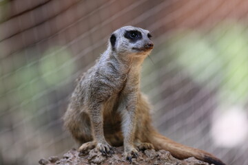 Lemur at Safari Ramat Gan, Israel
