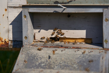 Bees flying around the hives