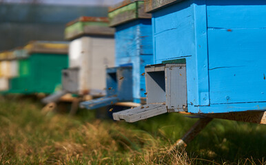 Fototapeta na wymiar Bees flying around the hives