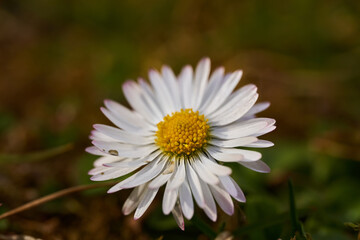 Fototapeta premium Mayweed (false chamomile) closeup