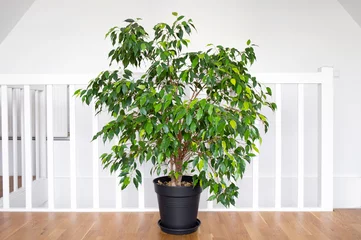 Tuinposter Beautiful lush houseplant Ficus benjamina, commonly known as weeping fig, benjamin fig or ficus tree growing in modern white home room. © FotoHelin