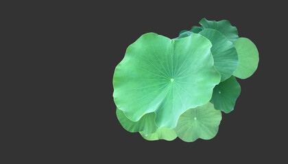 Isolated waterlily or lotus leaf and plants with clipping paths.
