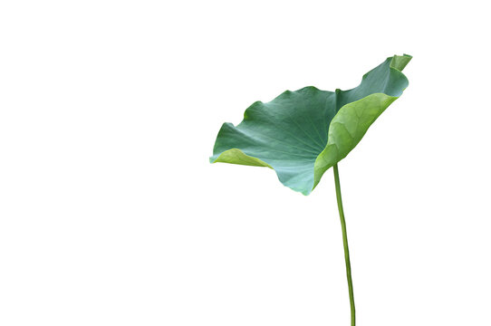 Isolated waterlily or lotus leaf and plants with clipping paths.