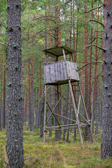 Wooden tower for hunters in a pine forest.